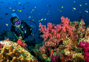 Diving In Thailand